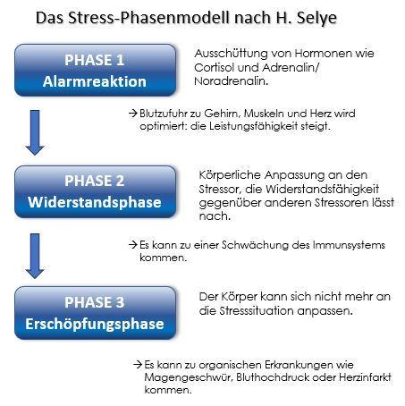 3 Stress-Phasen nach H. Selye